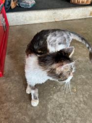 Lost Male Cat last seen Old church rd & debbie lane, Schaumburg, IL 60194