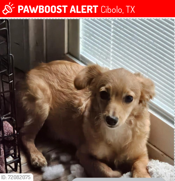 Lost Male Dog last seen Borgfeld Rd, Cibolo, TX 78108