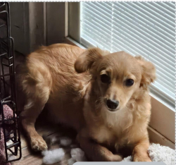 Lost Male Dog last seen Borgfeld Rd, Cibolo, TX 78108