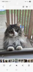Lost Female Cat last seen Near and 94a  Avenue, Delta, BC V4C 3S2