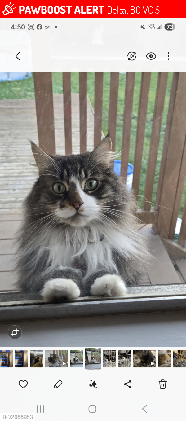 Lost Female Cat last seen Near and 94a  Avenue, Delta, BC V4C 3S2
