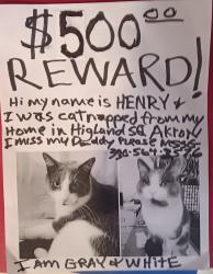 Lost Male Cat last seen Merriman rd, Morningside, Akron, OH 44303