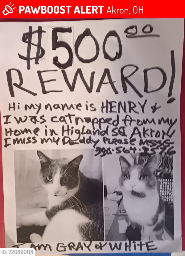 Lost Male Cat last seen Merriman rd, Morningside, Akron, OH 44303