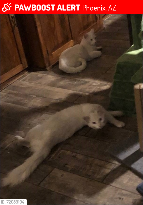 Lost Male Cat last seen 32nd st. & East Colter, Phoenix, AZ 85018