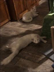 Lost Male Cat last seen 32nd st. & East Colter, Phoenix, AZ 85018