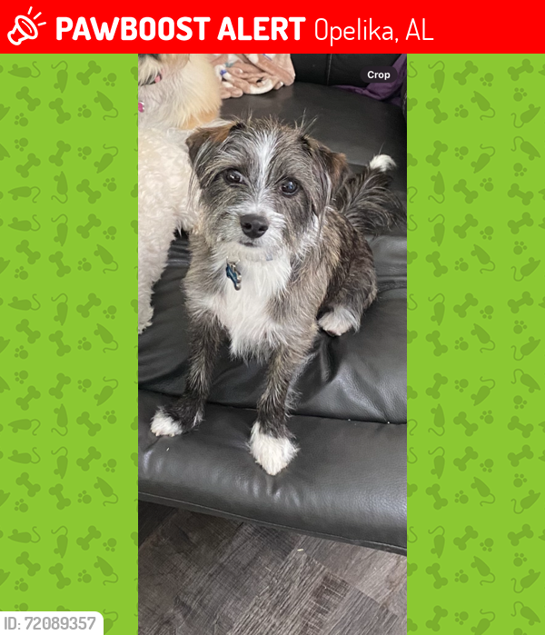 Lost Male Dog last seen Columbus Parkway near the Thornton Animal hosp, Opelika, AL 36801