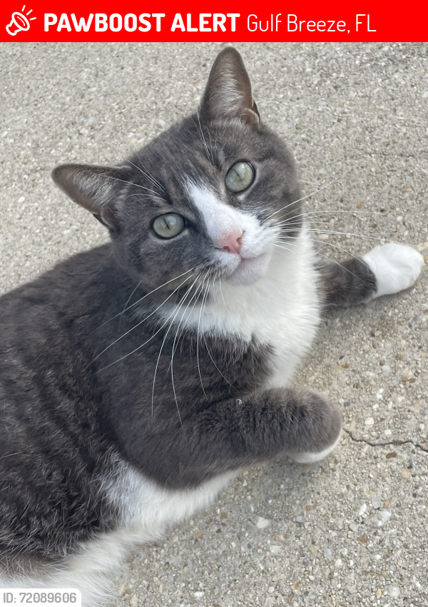 Lost Female Cat last seen hse residence at 4440 Soundside Drive, Gulf Breeze, FL 32563