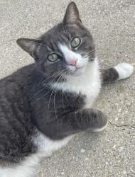 Lost Female Cat last seen hse residence at 4440 Soundside Drive, Gulf Breeze, FL 32563