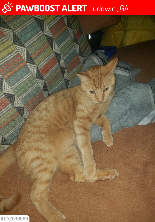 Lost Male Cat last seen Near cutter gap se, Ludowici, GA 31316
