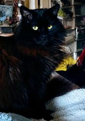 Lost Female Cat last seen Barrington, Corbett, bow street, Northwood meadows,Cooper Hill, Swain rd Drake Hill Rd. , Northwood, NH 03261