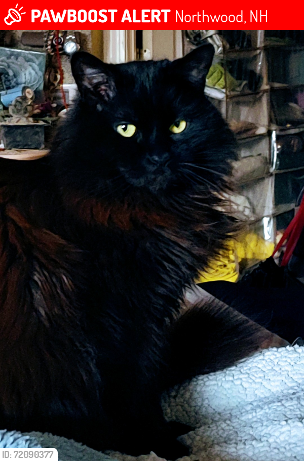 Lost Female Cat last seen Barrington, Corbett, bow street, Northwood meadows,Cooper Hill, Swain rd Drake Hill Rd. , Northwood, NH 03261