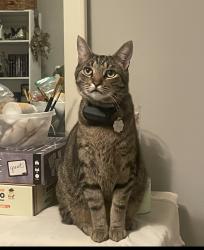 Lost Male Cat last seen Murfreesboro Rd/ King Camp Pass, Arrington, TN 37014