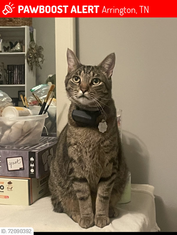 Lost Male Cat last seen Murfreesboro Rd/ King Camp Pass, Arrington, TN 37014
