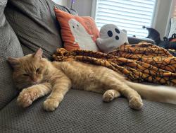 Lost Male Cat last seen Shane Circle, Pinson, AL 35126