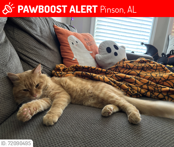 Lost Male Cat last seen Shane Circle, Pinson, AL 35126