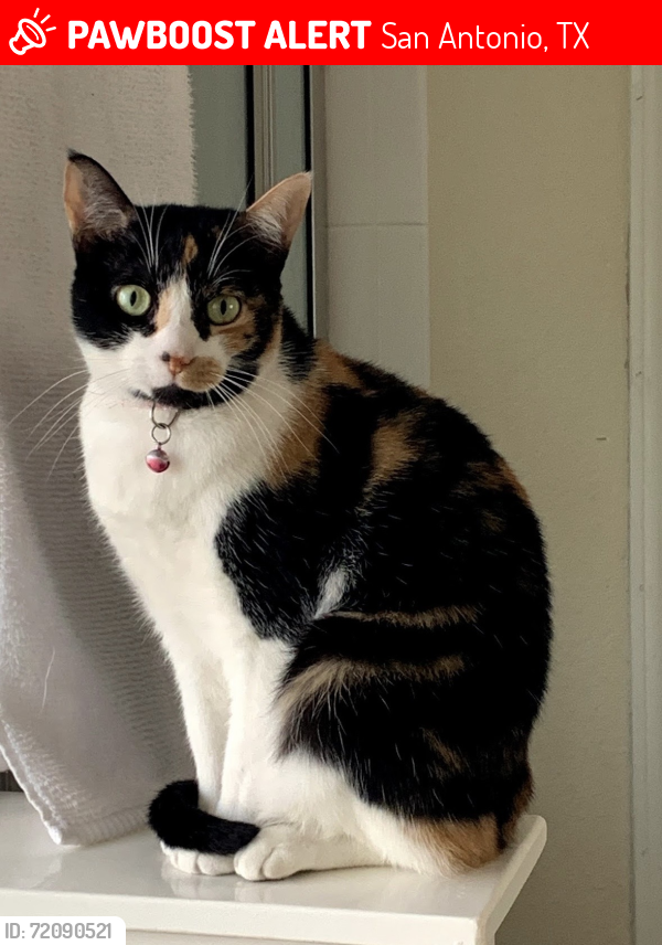 Lost Female Cat last seen Braun rd, San Antonio, TX 78254
