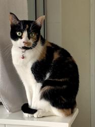 Lost Female Cat last seen Braun rd, San Antonio, TX 78254