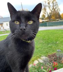 Lost Male Cat last seen Cemetery Lane , Cayuga, NY 13034