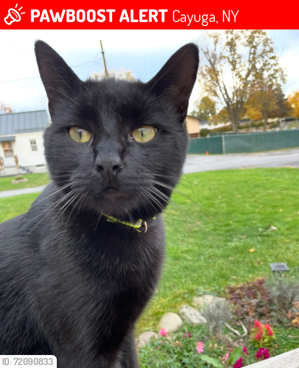 Lost Male Cat last seen Cemetery Lane , Cayuga, NY 13034