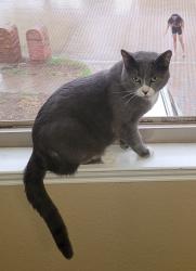 Reunited Male Cat last seen Meadowland Dr, Fort Worth, TX 76123