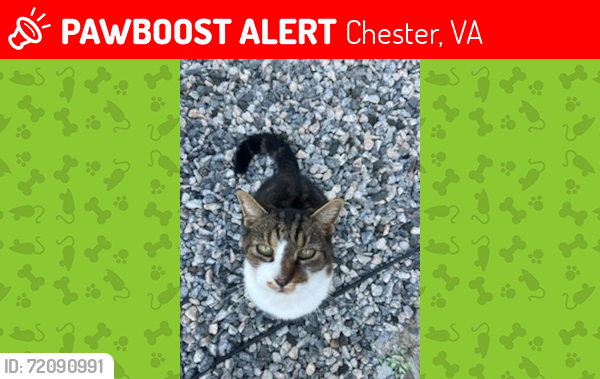 Lost Female Cat last seen Happy Hill rd near Mistwood, Chester, VA 23831