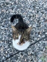Lost Female Cat last seen Happy Hill rd near Mistwood, Chester, VA 23831
