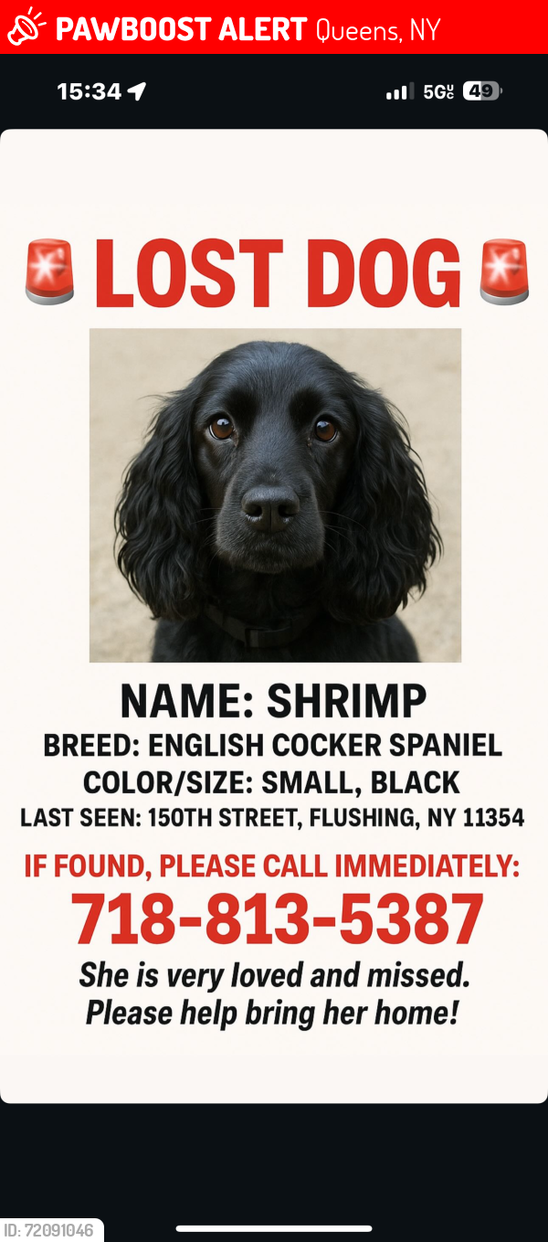 Lost Female Dog last seen Memorial Park, Queens, NY 11354