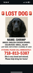 Lost Female Dog last seen Memorial Park, Queens, NY 11354