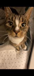 Lost Female Cat last seen Slater St.  Attleboro , Attleboro, MA 02703