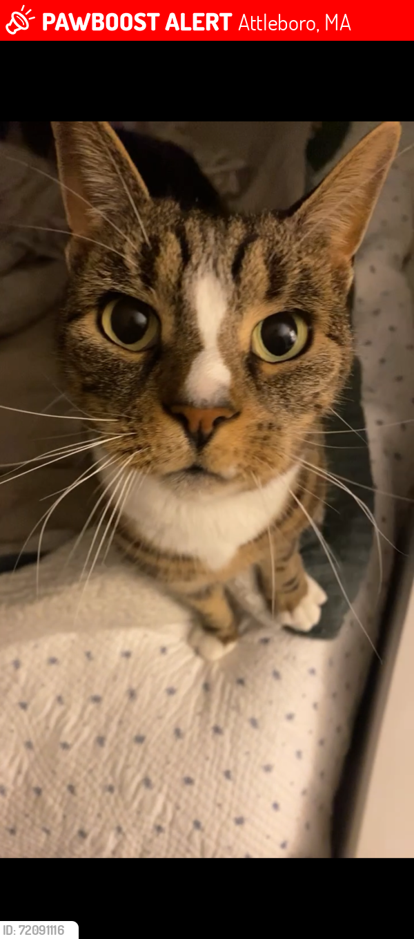 Lost Female Cat last seen Slater St. Attleboro, Attleboro, MA 02703