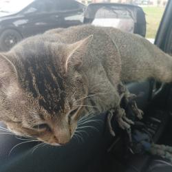 Lost Male Cat last seen Circle K 2318, Houston, TX 77007