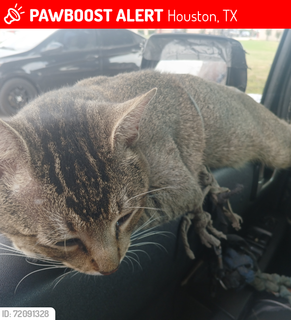 Lost Male Cat last seen Circle K 2318, Houston, TX 77007