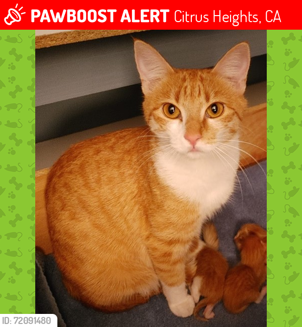 Lost Female Cat last seen Antelope and Orange Drive, Citrus Heights, CA 95610