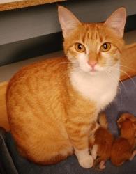 Lost Female Cat last seen Antelope and Orange Drive, Citrus Heights, CA 95610