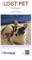 Lost Male Dog last seen 39th Ave and McDowell Rd., Phoenix, AZ 85009
