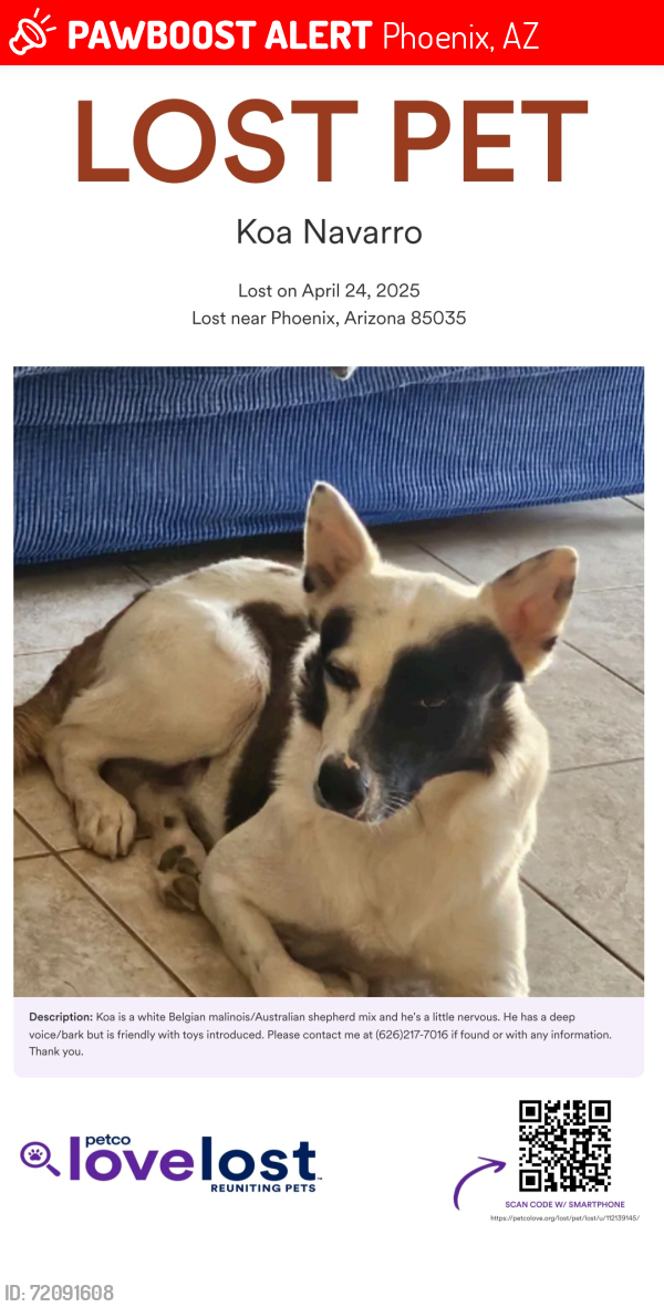 Lost Male Dog last seen 39th Ave and McDowell Rd., Phoenix, AZ 85009
