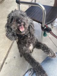 Lost Male Dog last seen Creek mountain drive, Houston, TX 77084