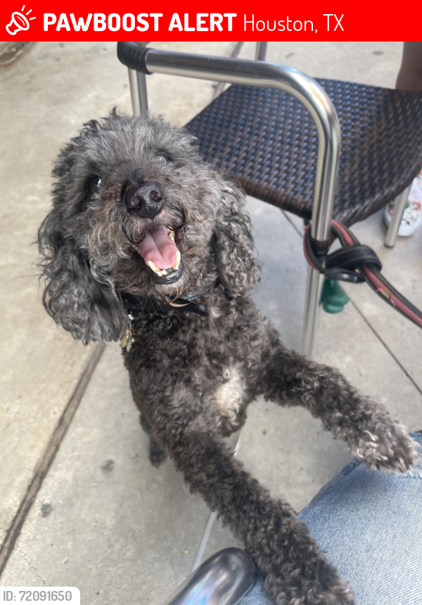 Lost Male Dog last seen Creek mountain drive, Houston, TX 77084