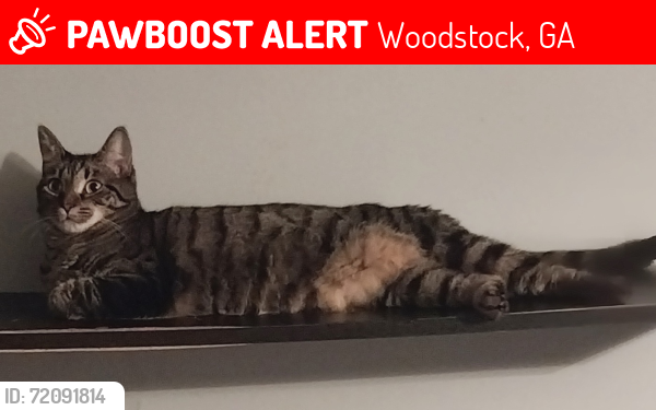 Lost Female Cat last seen SHANNON DRIVE , Woodstock, GA 30188