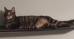 Lost Female Cat last seen SHANNON DRIVE , Woodstock, GA 30188
