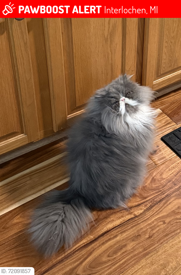 Lost Male Cat last seen Interlochen , Interlochen, MI 49643