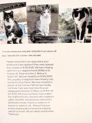 Lost Male Cat last seen Williams St, Piedmont Ave , Taylors, SC 29687