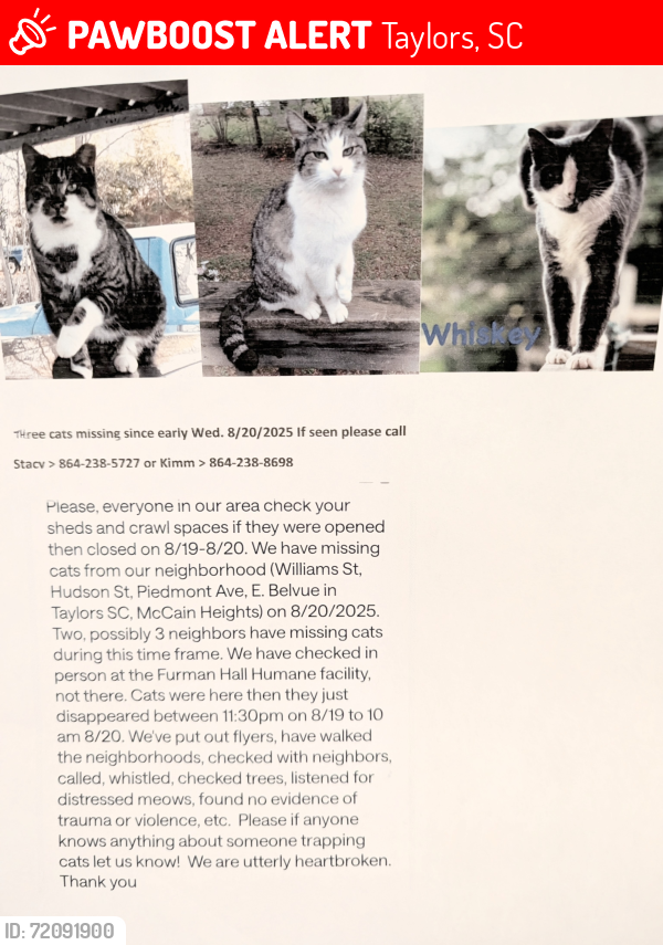 Lost Male Cat last seen Williams St, Piedmont Ave , Taylors, SC 29687