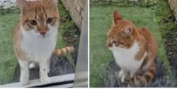 Lost Male Cat last seen Heald Green , Wythenshawe, England M22 5LT
