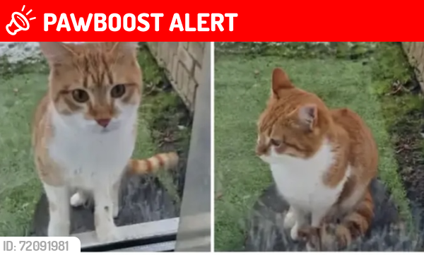 Lost Male Cat last seen Heald Green , Wythenshawe, England M22 5LT