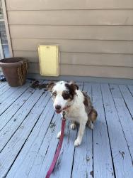 Lost Female Dog last seen Painsville and Connecticut drive , Hudson, OH 44236