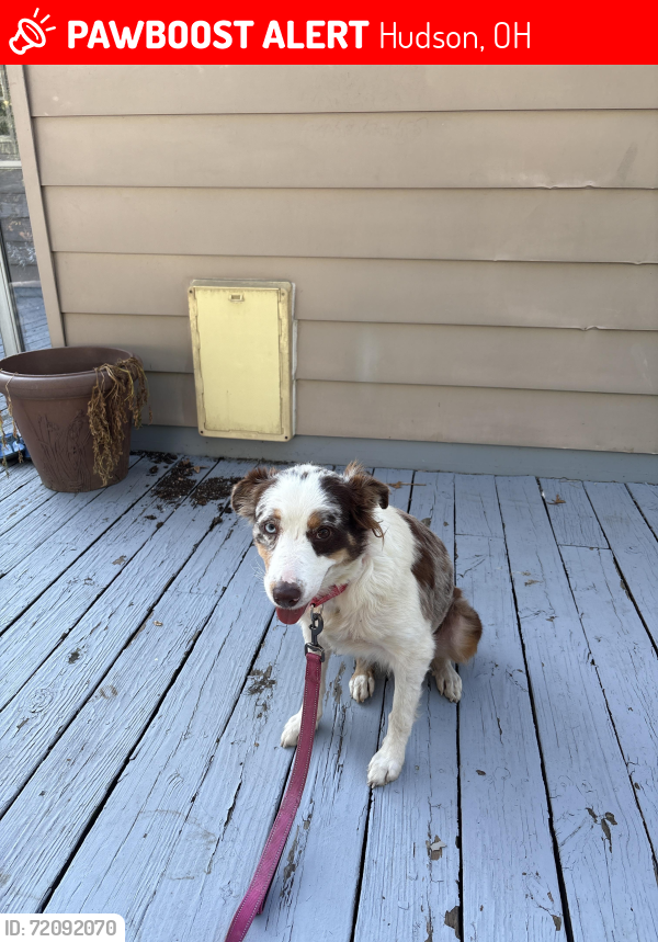 Lost Female Dog last seen Painsville and Connecticut drive, Hudson, OH 44236