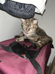 Lost Female Cat last seen Mason at Van Dorn, Alexandria, VA 22304