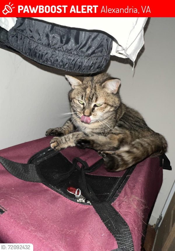 Lost Female Cat last seen Mason at Van Dorn, Alexandria, VA 22304