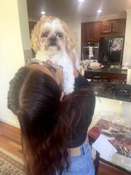 Reunited Female Dog last seen Brooke rd Sandy Spring MD, Ashton-Sandy Spring, MD 20860